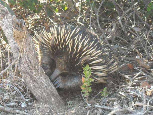 Australia