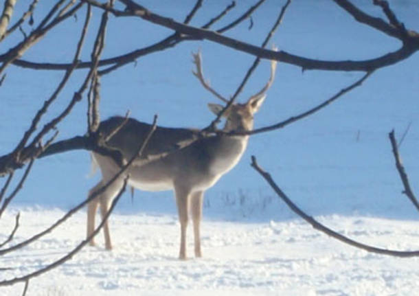 I daini e la neve 