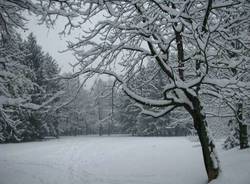 neve busto arsizio parco alto milanese 6-1-2009