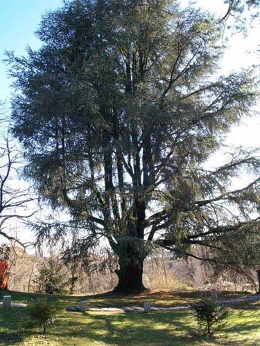 alberi da abbattere varese