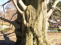 alberi da abbattere varese