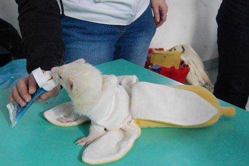 carnevale busto arsizio marnate furetti 2009