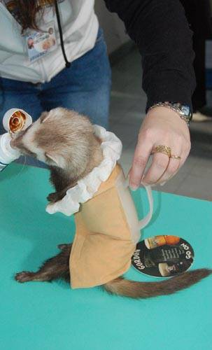 carnevale busto arsizio marnate furetti 2009