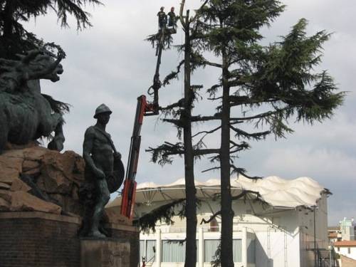 cedri abbattimento piazza repubblica