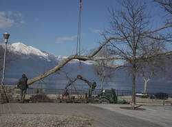 platani tagliati luino