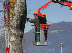 platani tagliati luino