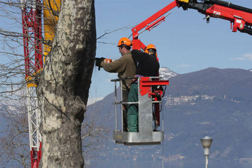 platani tagliati luino