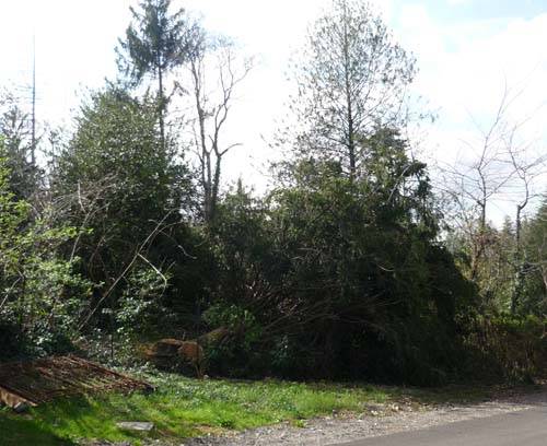 alberi villa inzoli tradate