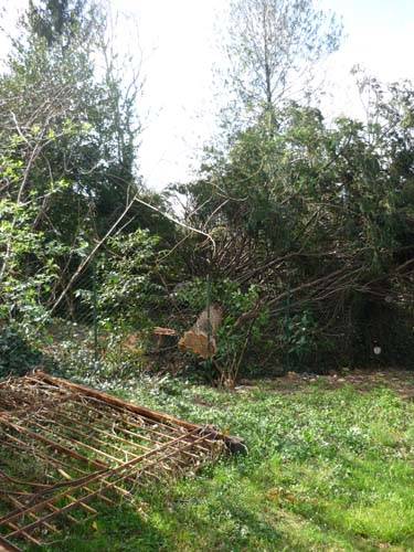 alberi villa inzoli tradate