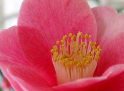 camelie fiera locarno