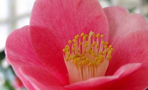 camelie fiera locarno