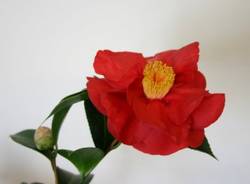 camelie fiera locarno