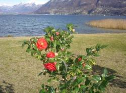 camelie fiera locarno