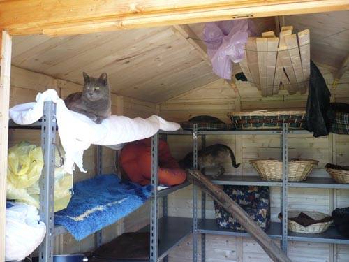 gatti gallarate gattile