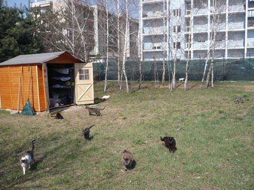 gatti gallarate gattile