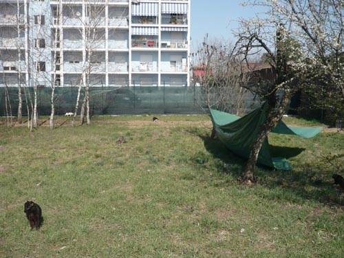 gatti gallarate gattile