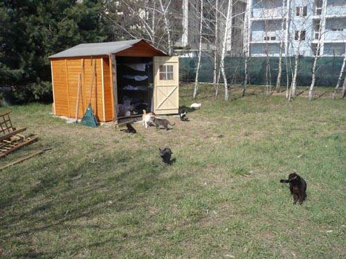 gatti gallarate gattile