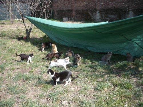 gatti gallarate gattile