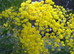 mimosa, festa della donna, 8 marzo