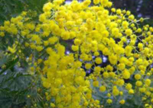 mimosa, festa della donna, 8 marzo