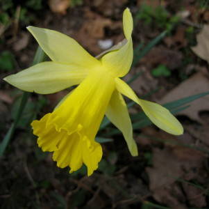 Narcisus pseudonarcisssus