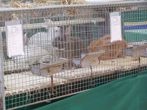 agrivarese 2009 malpensafiere 18-4-2009 taglio del nastro