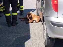 cane incidente