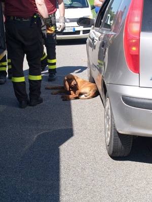 cane incidente