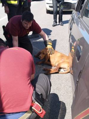 cane incidente