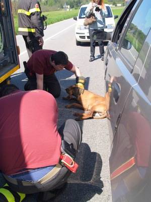 cane incidente