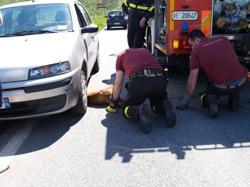 cane incidente