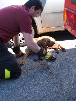 cane incidente