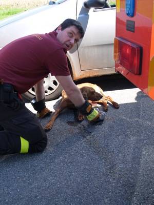 cane incidente