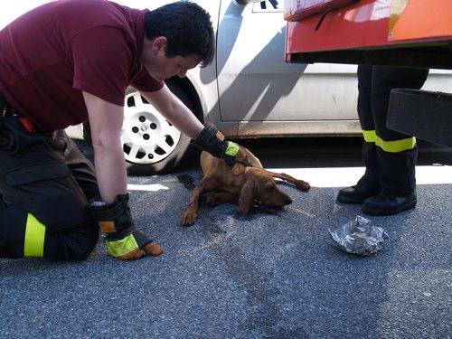 cane incidente