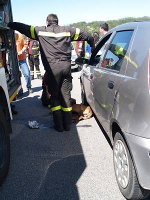 cane incidente
