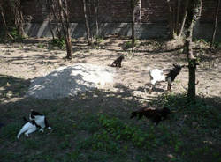 gattile gallarate capetta