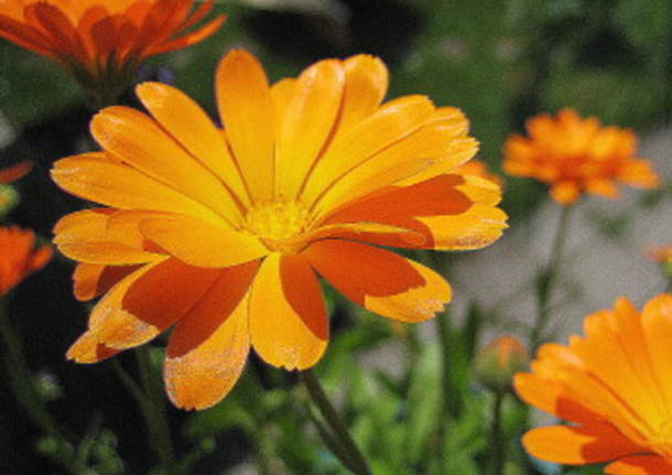 Calendula -