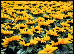 foto vincitori concorso grandi eventi