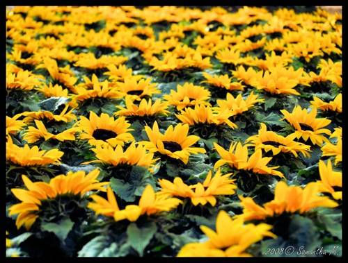 foto vincitori concorso grandi eventi