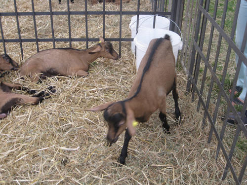 sagre e feste corni e pecc gavirate erbamolle