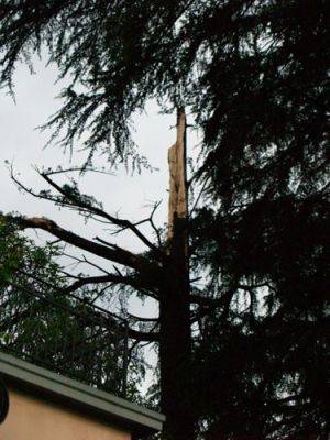 albero caduto castronno giuseppe bruschi