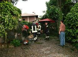 albero caduto castronno giuseppe bruschi