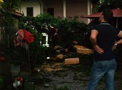 albero caduto castronno giuseppe bruschi