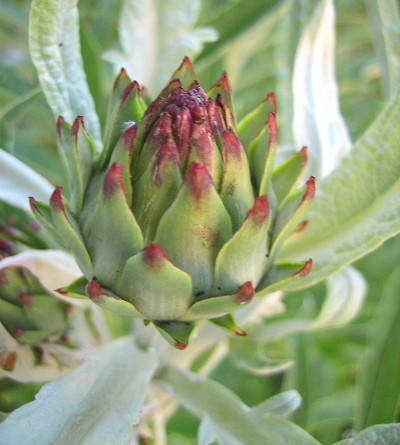 Boccioli