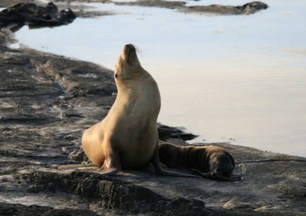 Galapagos
