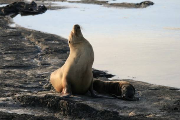 Galapagos