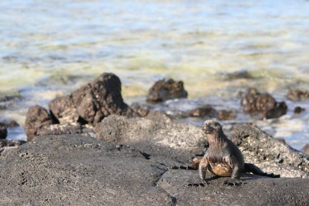 Galapagos