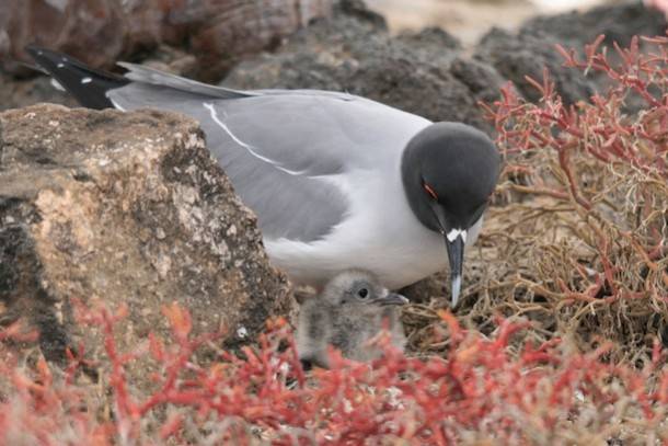 Galapagos