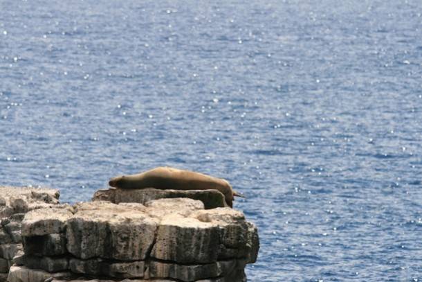 Galapagos