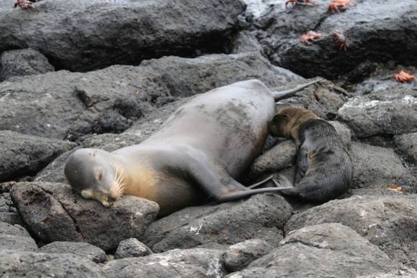 Galapagos